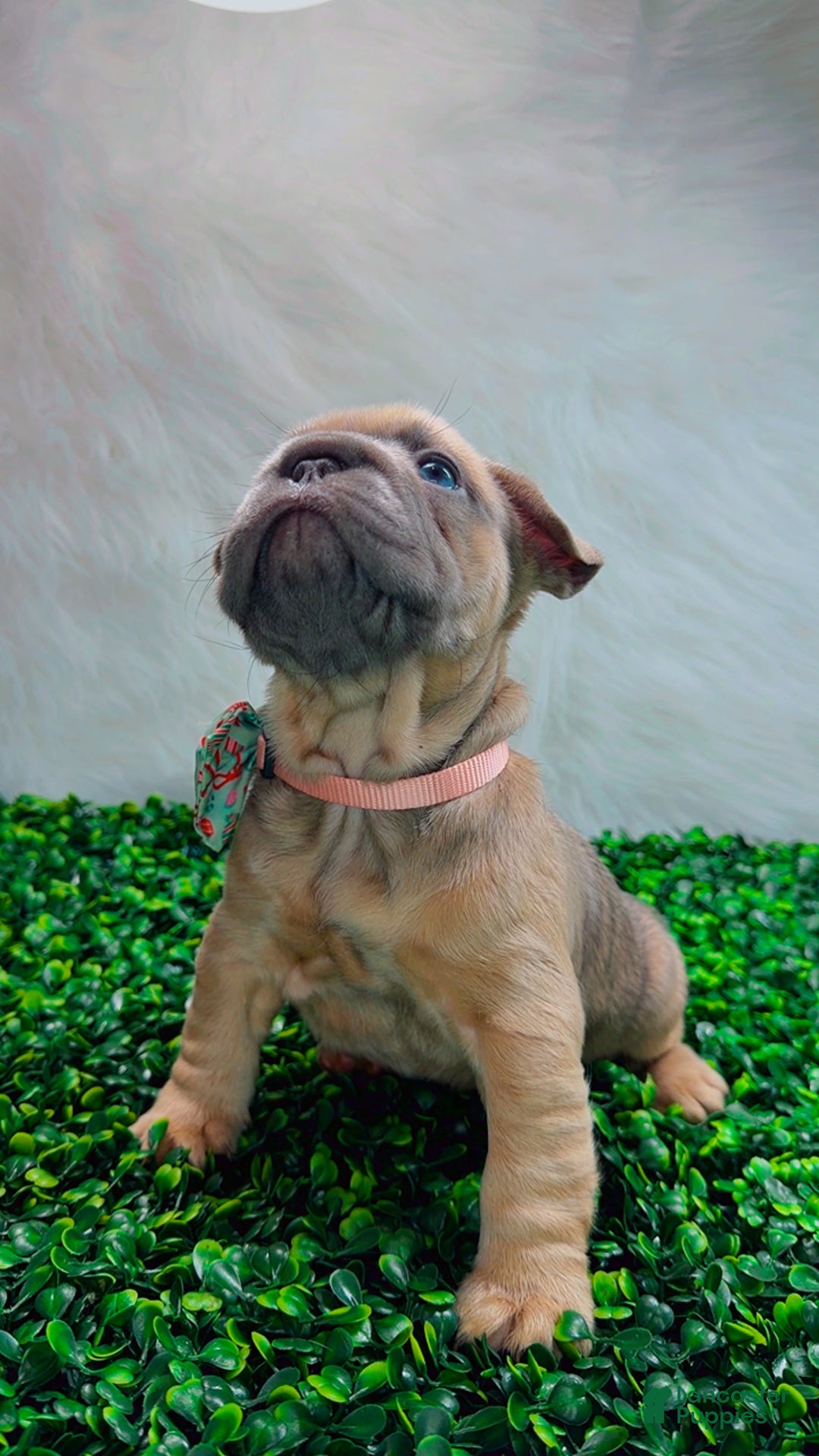 French Bulldog dogs for sale: MAVI - Ad 10