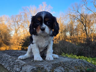 Cavalier King Charles Spaniel dogs Vivian - Ad 2