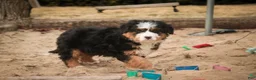 Bernedoodle dogs for sale: Pandora - Ad 8