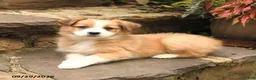 Australian Shepherd dogs for sale: Mango - Ad 4