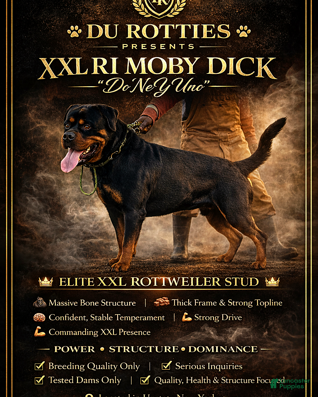 Rottweiler dogs XXL RMD - DoNeY UNO  - Ad 1