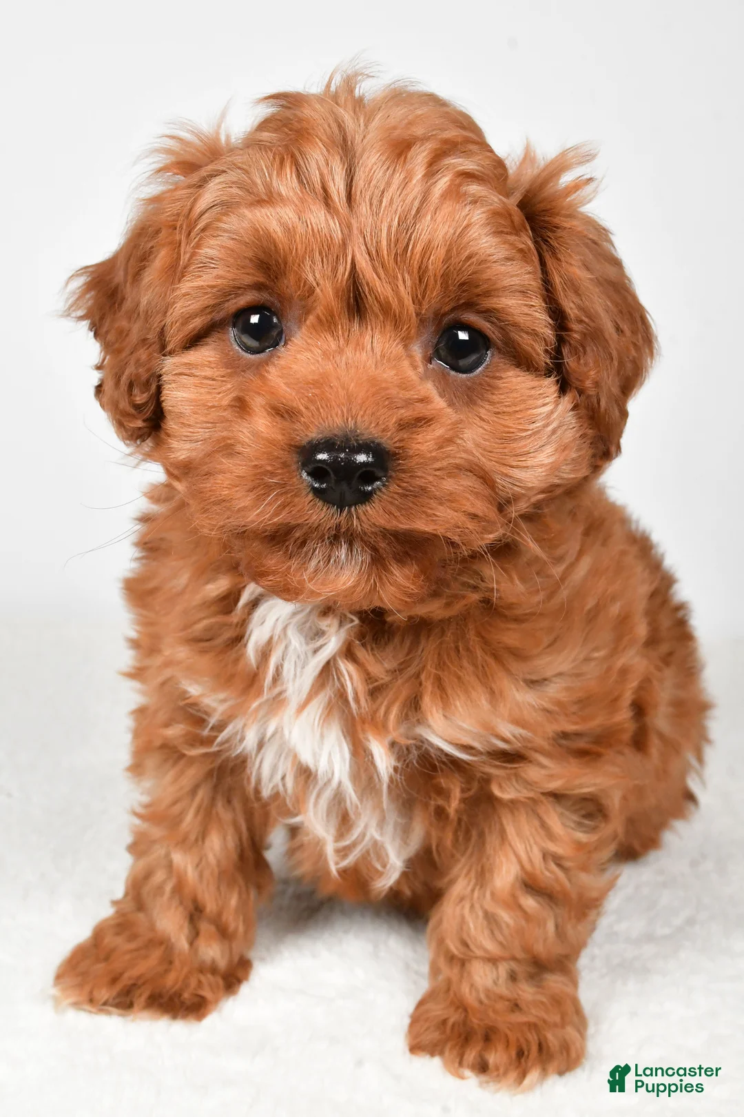 Cavapoo dogs for sale: Harley - Ad 3