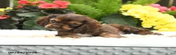 English Cocker Spaniel dogs for sale: Sunshine - Ad 4