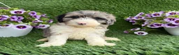 Mixed Breed dogs for sale: Bear - Ad 4