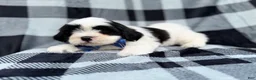 Shih Tzu dogs for sale: Simon - Ad 3
