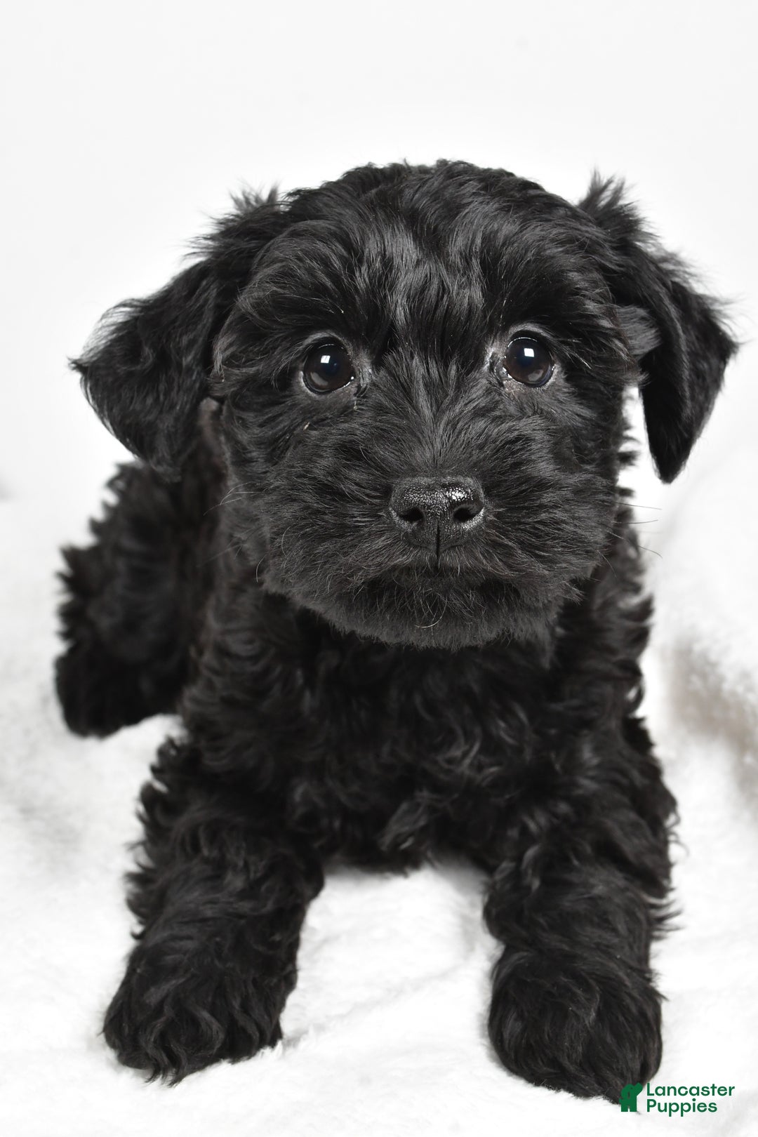 Mixed Breed dogs for sale: Clover - Ad 6