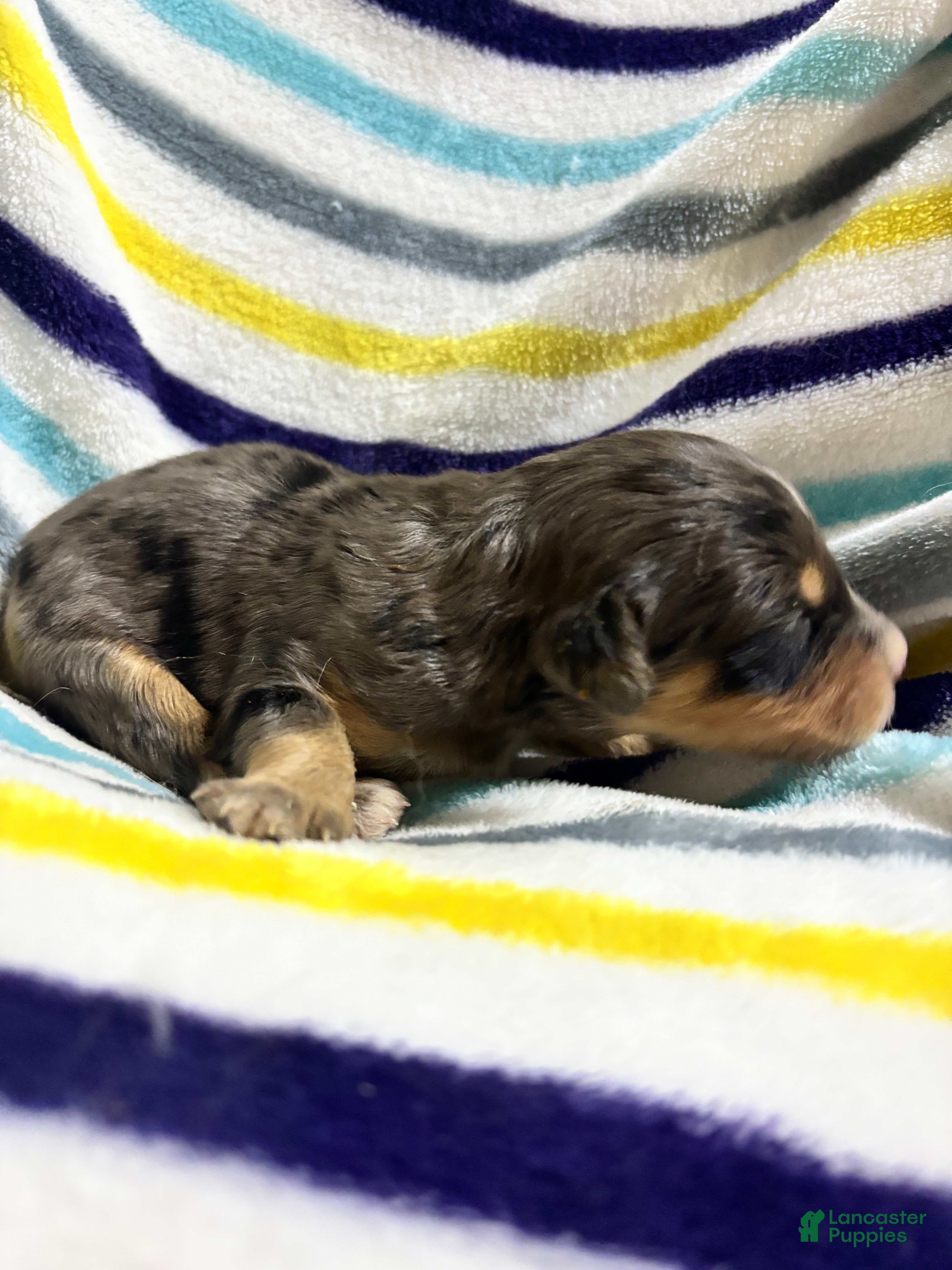 Aussiedoodle dogs Aussiedoodle 9 - Ad 1