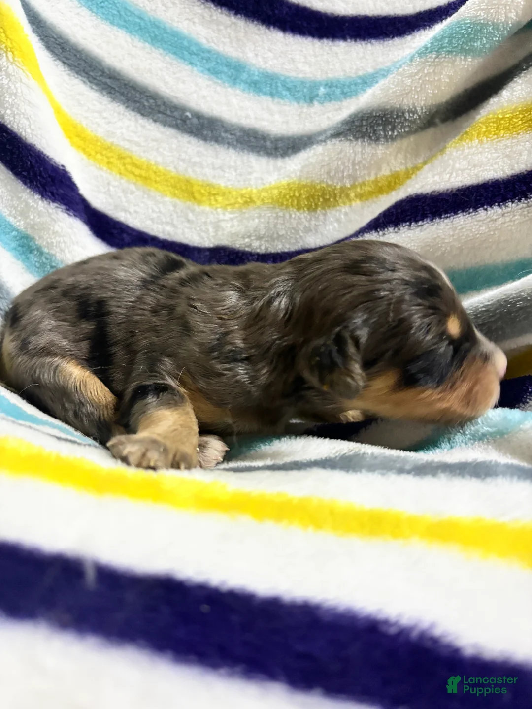 Aussiedoodle dogs for sale: Aussiedoodle 9 - Ad 1