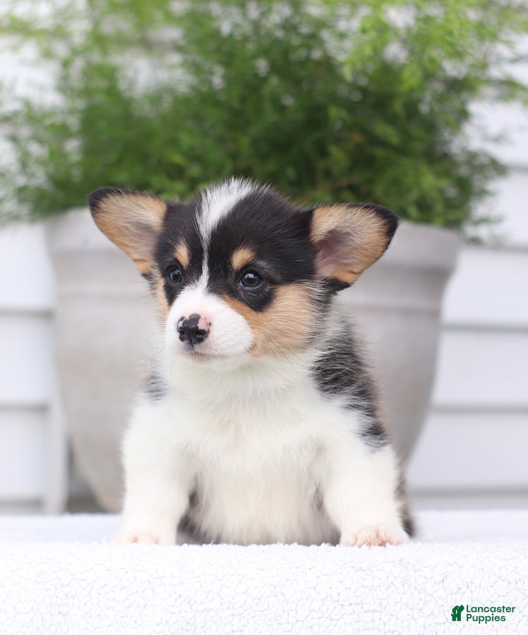 Welsh Corgi Pembroke dogs Tammy - Ad 1