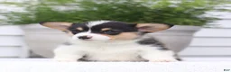 Welsh Corgi Pembroke dogs for sale: Tammy - Ad 1