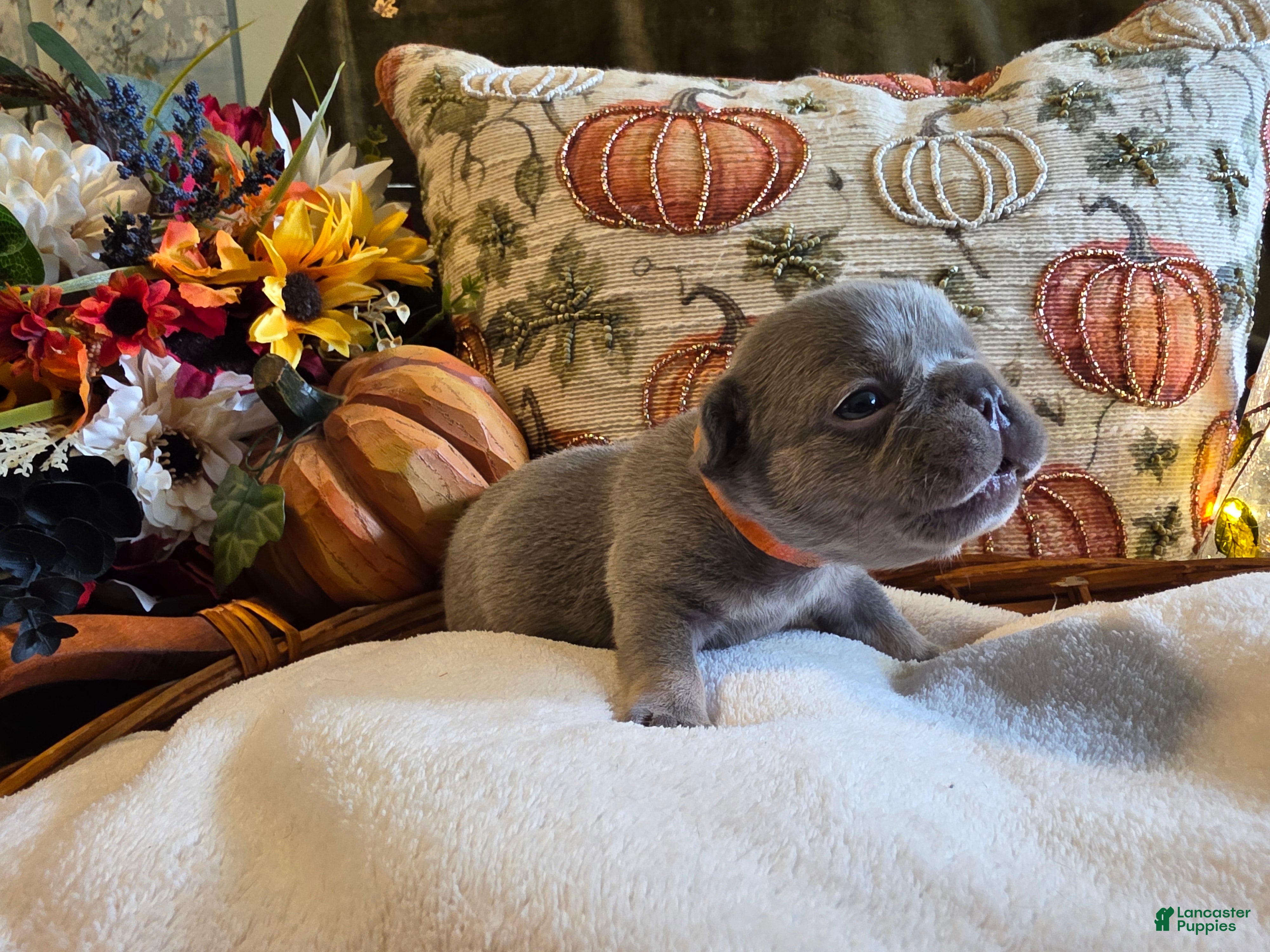 French Bulldog dogs Winston  - Ad 20