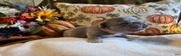 French Bulldog dogs for sale: Winston  - Ad 1