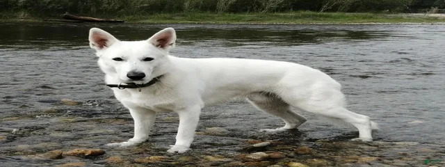 Maximus Prime