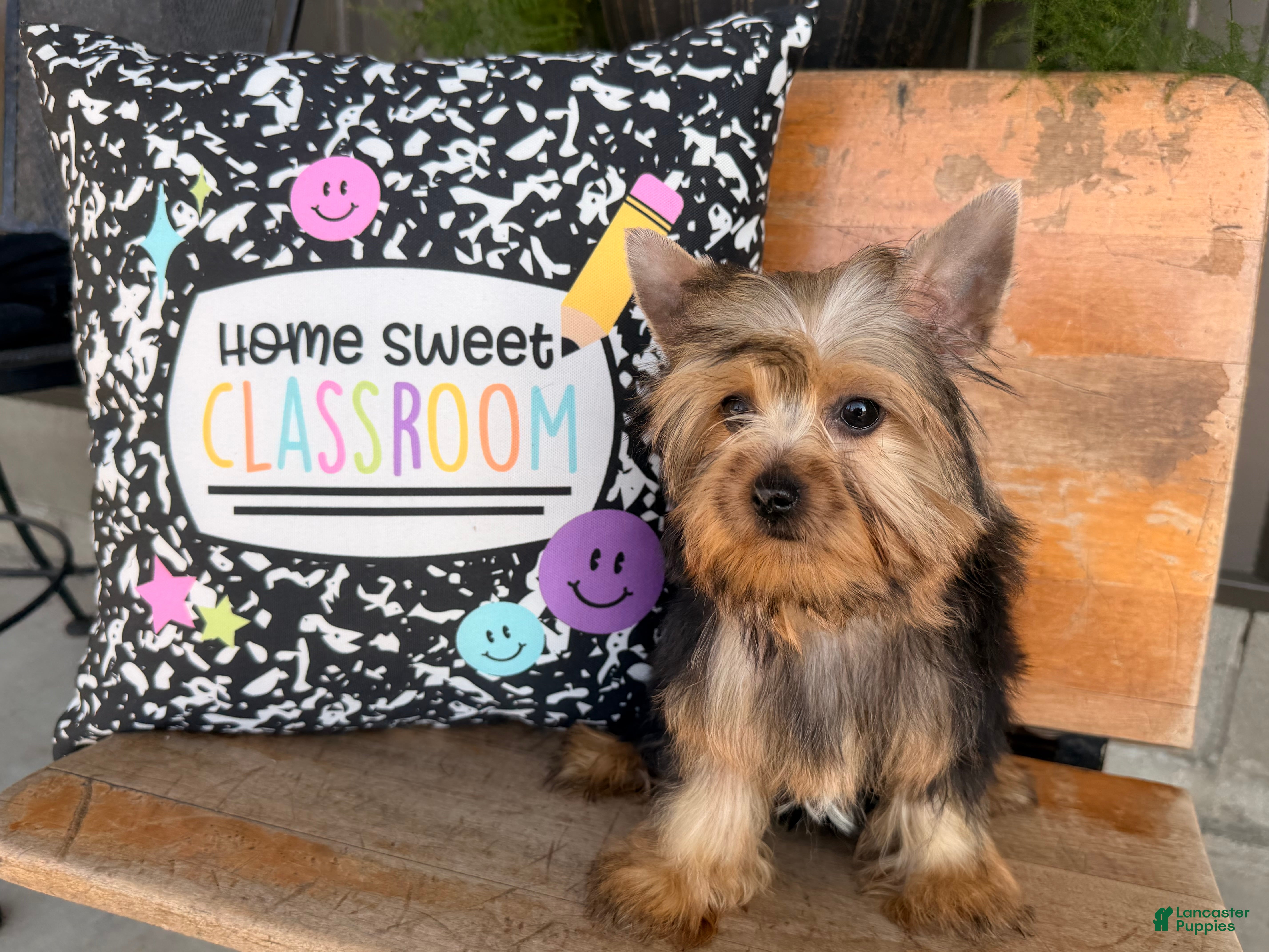 Yorkshire Terrier dogs Nicole Yorkshire Terrier  - Ad 2