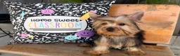 Yorkshire Terrier dogs for sale: Nicole Yorkshire Terrier  - Ad 14