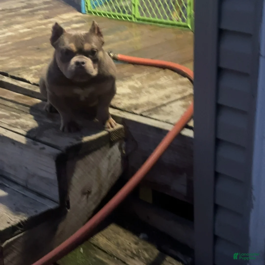 American Bully dogs for sale: Pinky - Ad 1