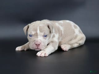 American Bully dogs Romeo - Ad 22