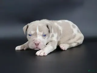 American Bully dogs Romeo - Ad 38