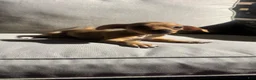 Chihuahua dogs for sale: Bently - Ad 2
