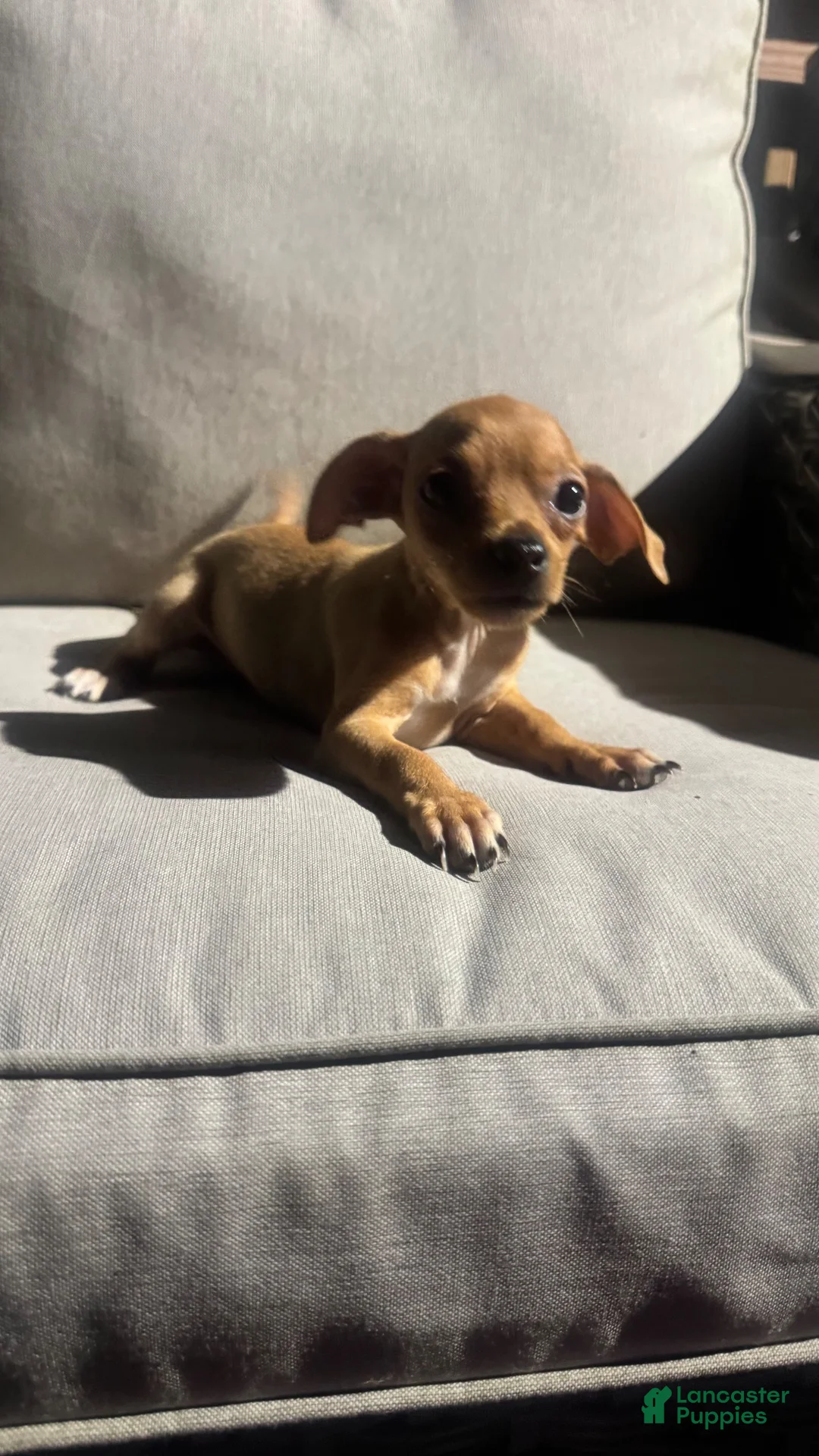 Chihuahua dogs for sale: Bently - Ad 2