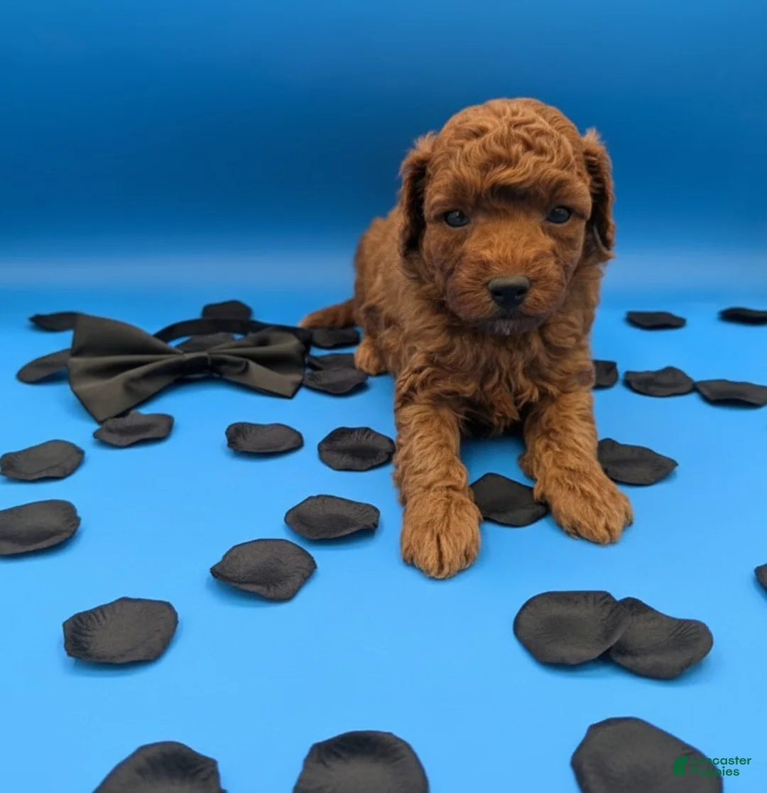 Toy Poodle dogs for sale: Oliver 🖤 - Ad 1