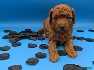 Toy Poodle dogs Oliver 🖤 - Ad 20