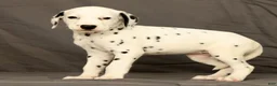 Dalmatian dogs for sale: Rita - Ad 7