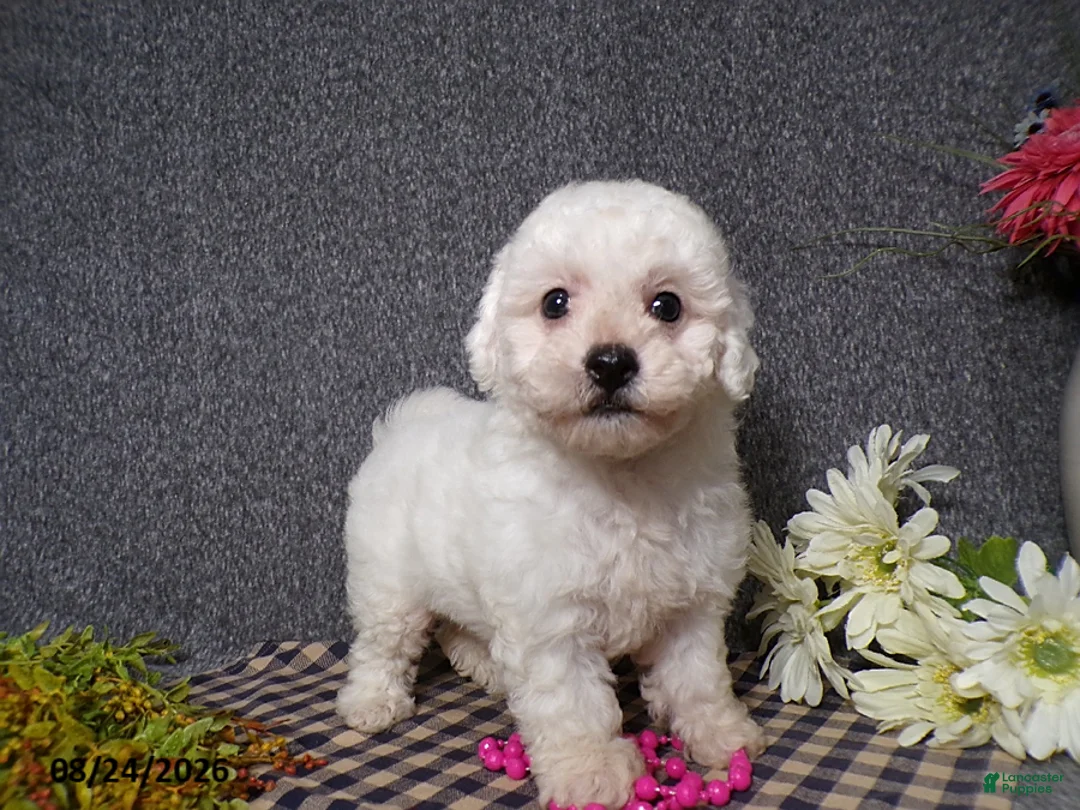 Bichon Frise dogs for sale: Bella - Ad 4