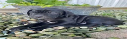 Cane Corso dogs for sale: Jeriah - Ad 8