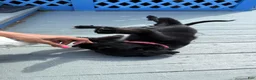 Mixed Breed dogs for sale: Wakanda - Ad 8