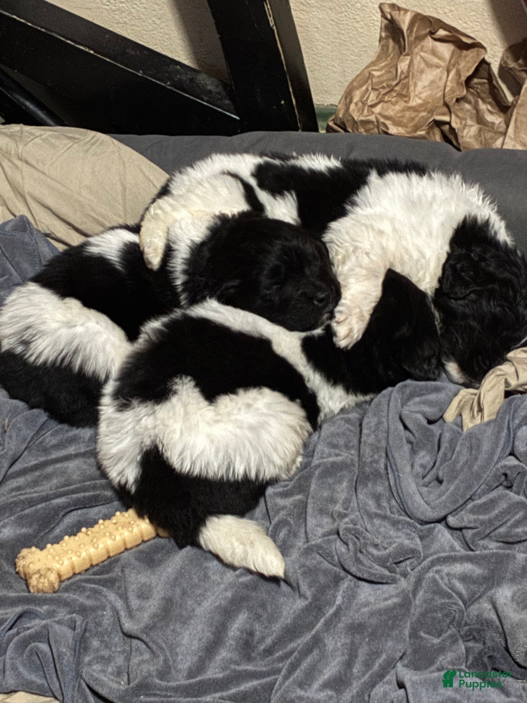 Newfoundland dogs for sale: Newfoundland Puppy 3 - Ad 12