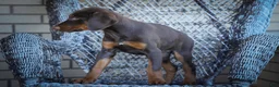 Doberman Pinscher dogs for sale: MASTER - Ad 3