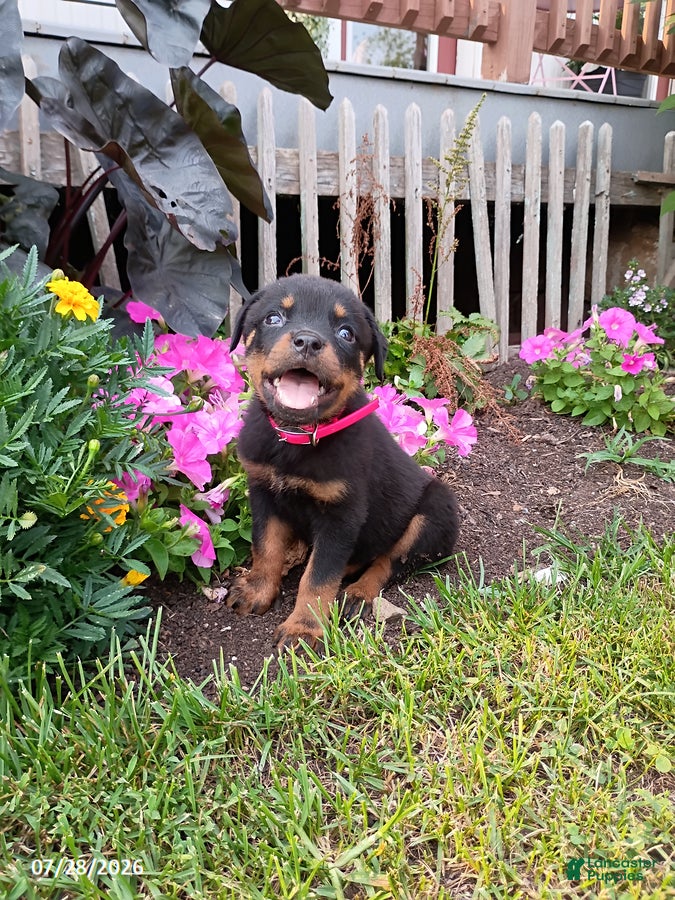 Rottweiler dogs Dixie - Ad 2