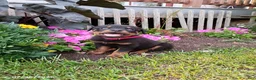 Rottweiler dogs for sale: Dixie - Ad 2