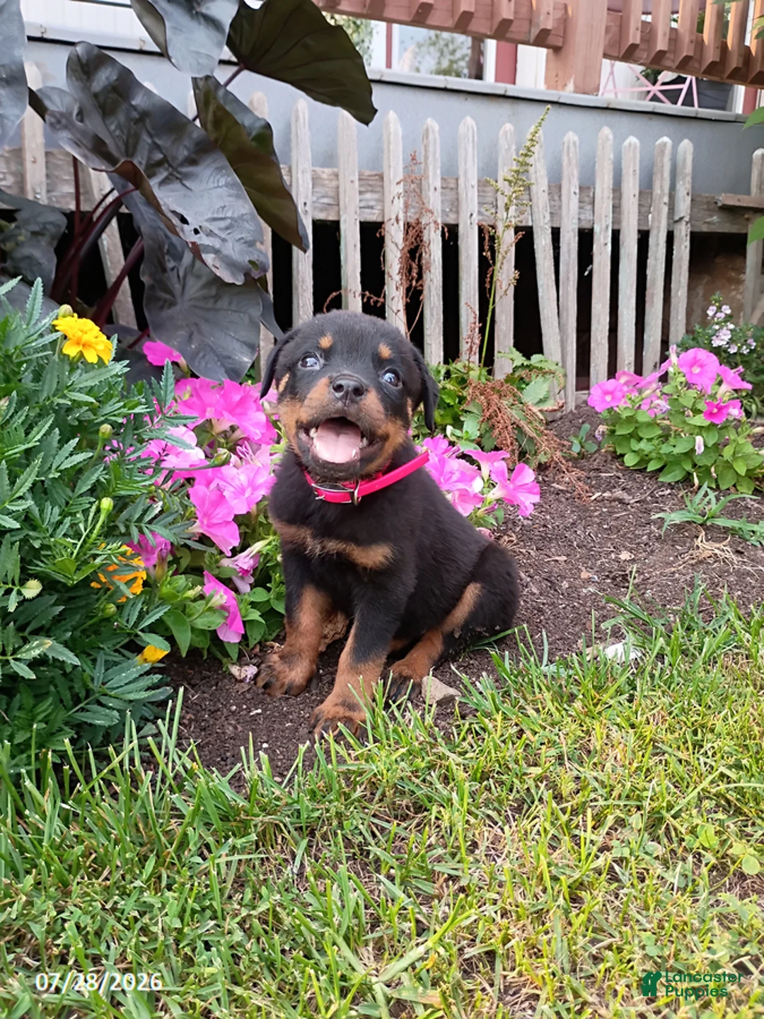 Rottweiler dogs for sale: Dixie - Ad 2