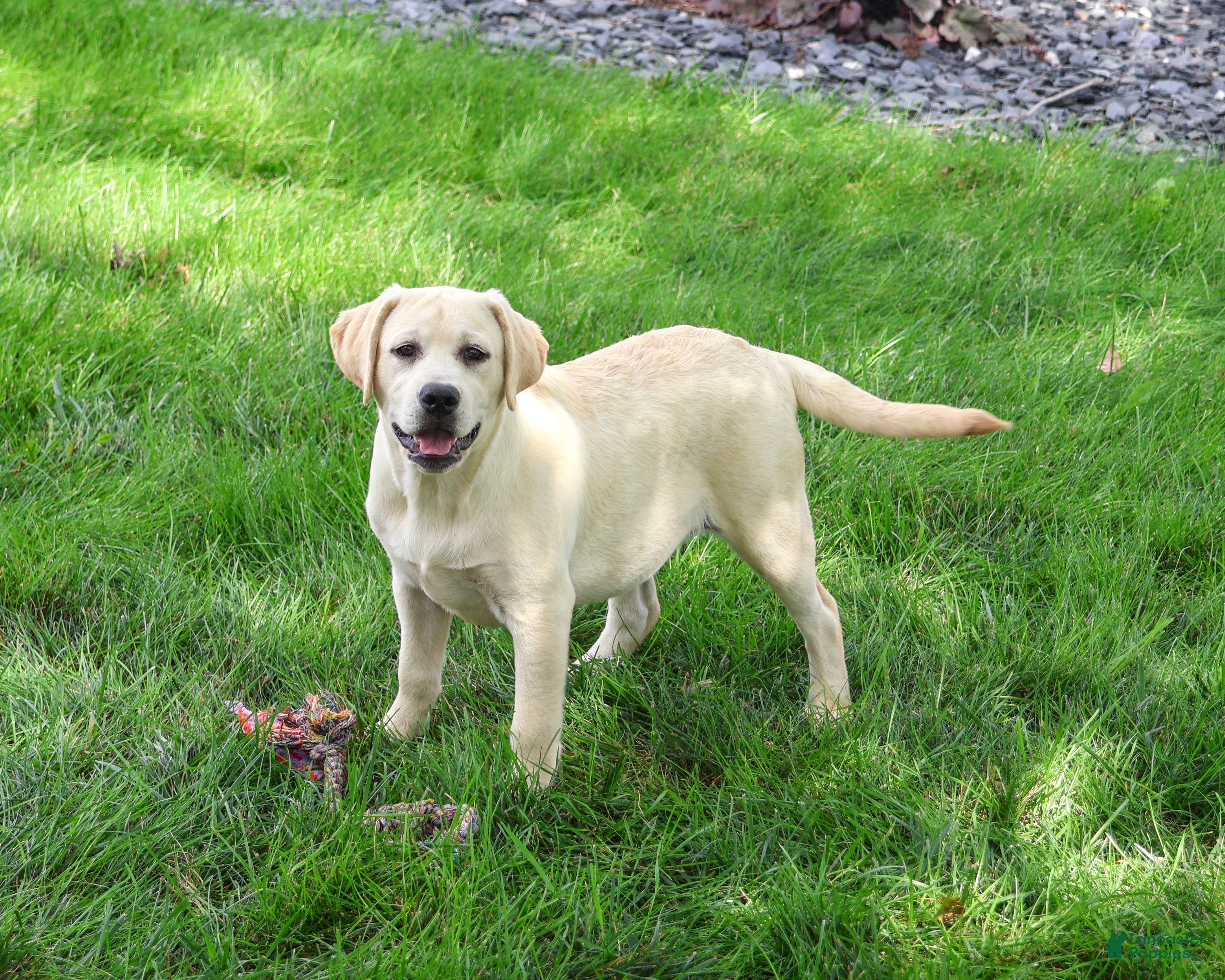 Labrador Retriever dogs Silvermist - Ad 1
