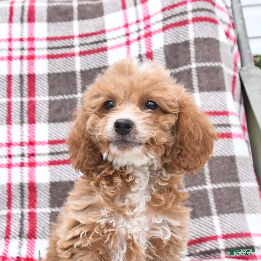 Cockapoo dogs for sale: Carter - Ad 11