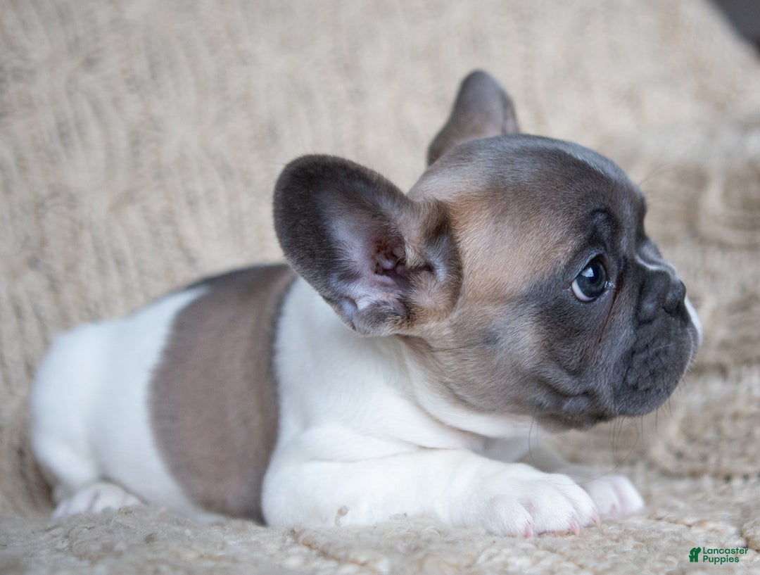 French Bulldog dogs for sale: Stormy AKC - Ad 6