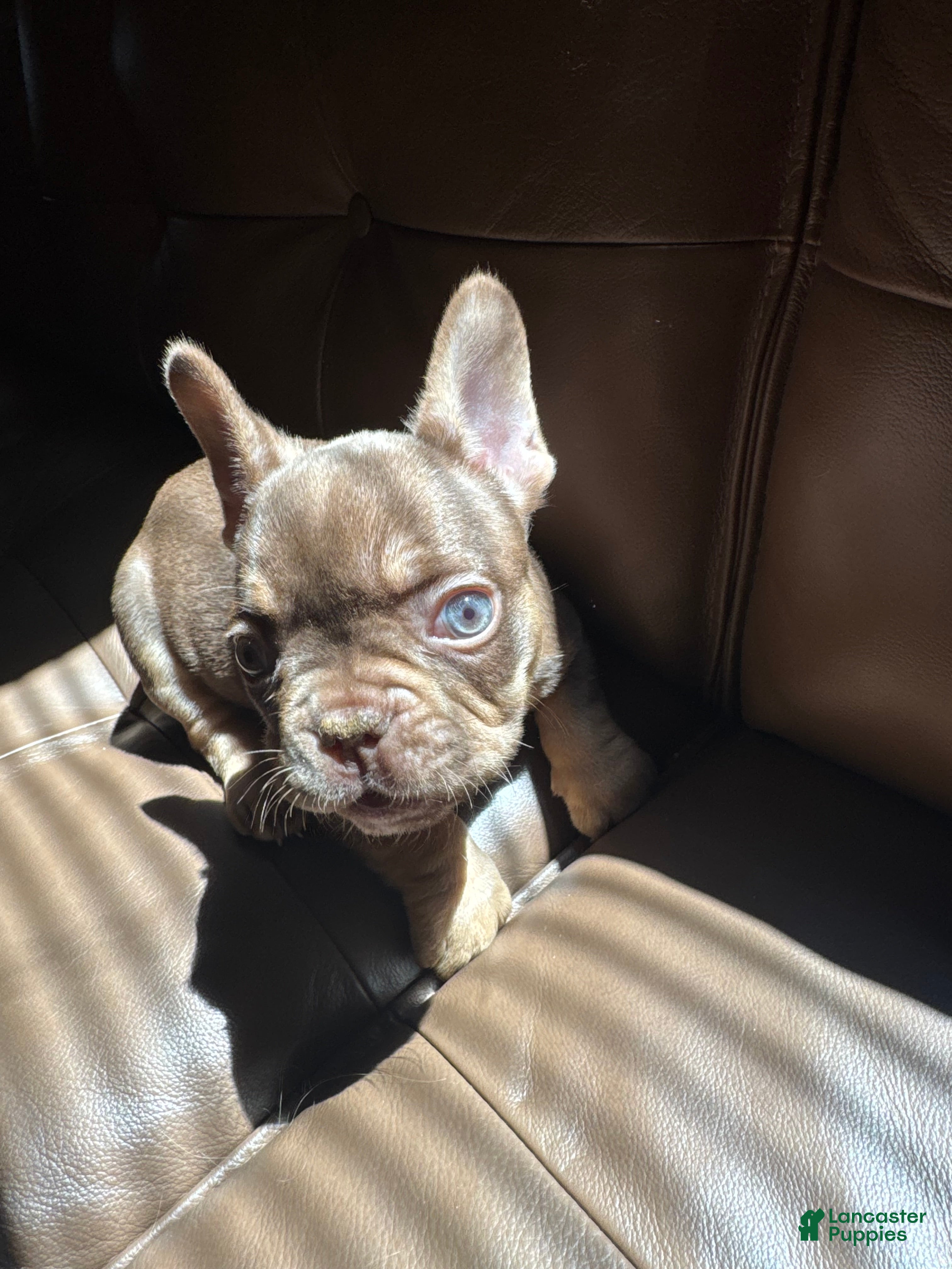 French Bulldog dogs DEVIL WEARS PRADA - Ad 1