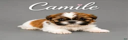 Shih Tzu dogs for sale: Camile - Ad 2