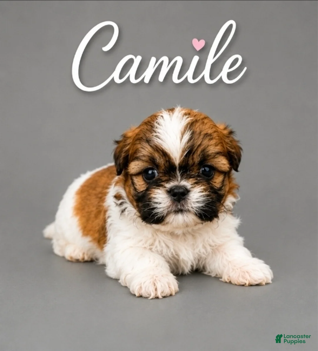 Shih Tzu dogs for sale: Camile - Ad 2