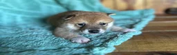 Shiba Inu dogs for sale: Shiba Inu Puppy 6 - Ad 5
