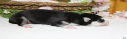 Siberian Husky dogs for sale: Atlas - Ad 6