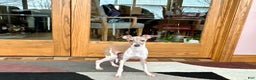 Italian Greyhound dogs for sale: Italian Greyhound Puppy 2 - Ad 9