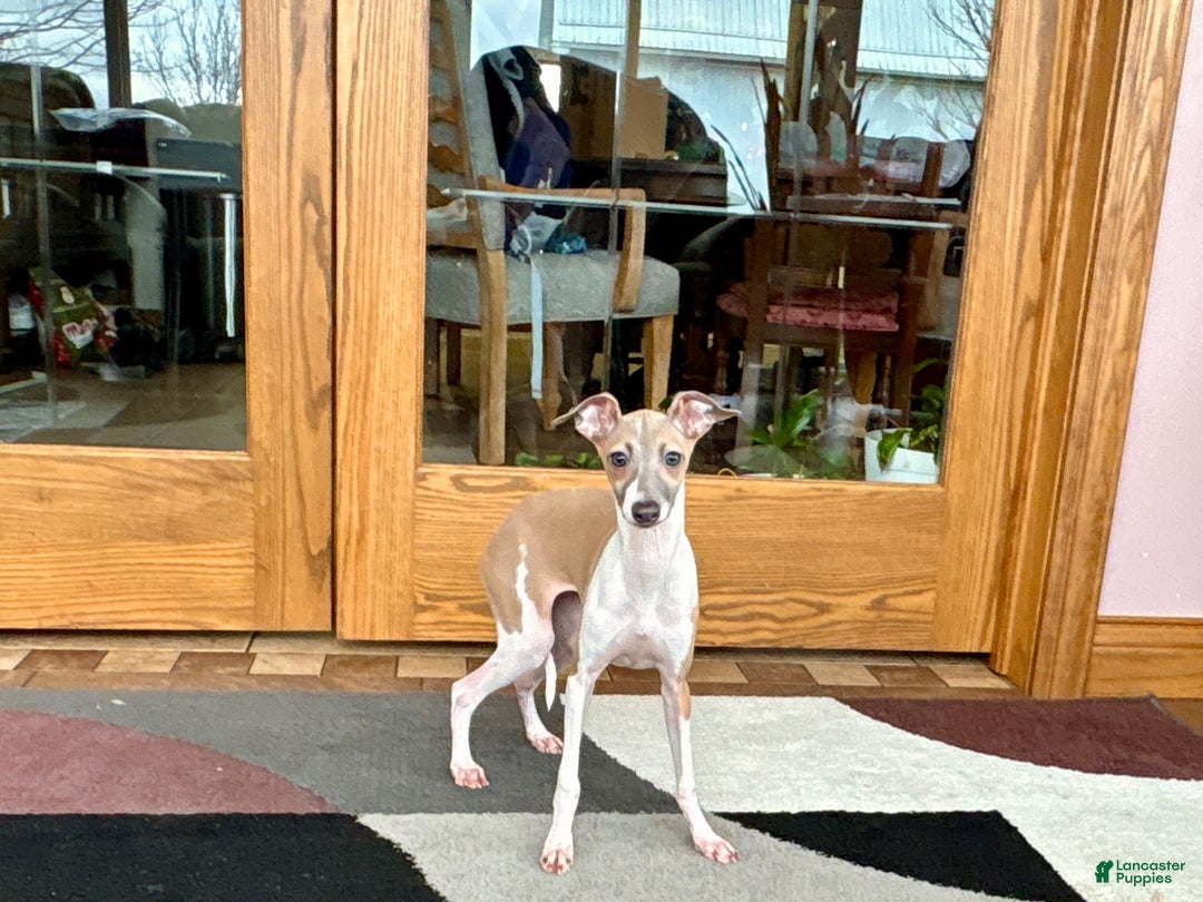 Italian Greyhound dogs for sale: Italian Greyhound Puppy 2 - Ad 9