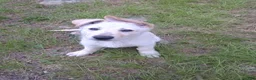 German Shepherd dogs for sale: Ghost - Ad 2