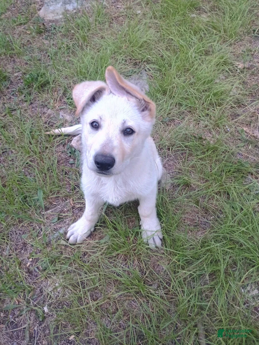 German Shepherd dogs for sale: Ghost - Ad 2