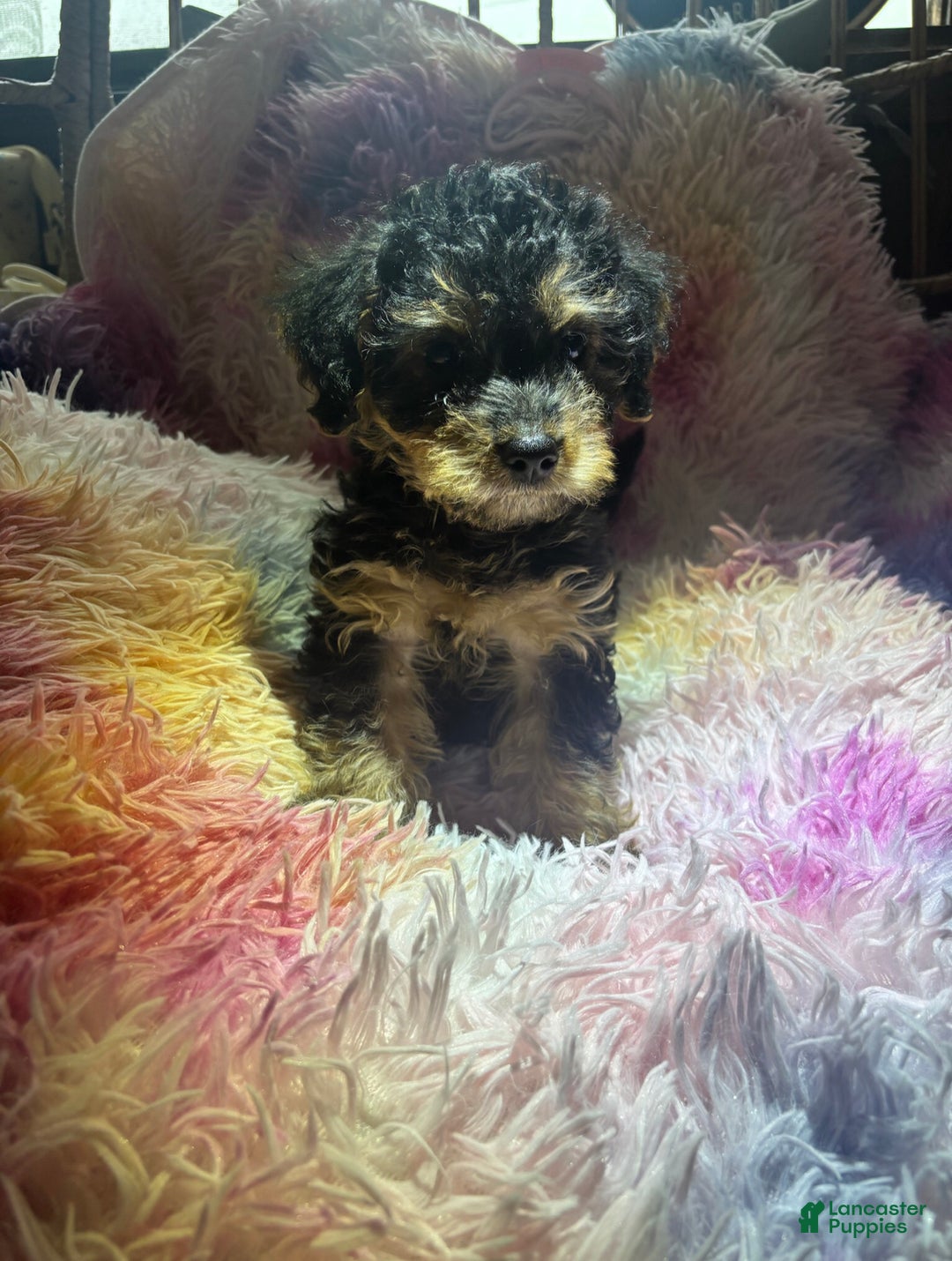 Yorkiepoo dogs for sale: Yeager - Ad 2