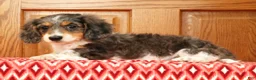 Miniature Dachshund dogs for sale: Victor - Ad 2