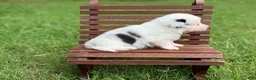 Mixed Breed dogs for sale: Full Tail Mismark  - Ad 3